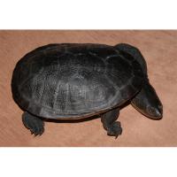 Черепаха змеиношейная  Chelodina rugosa (siebenrockie)