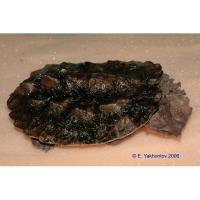Матамата бахромчатая  Chelus fimbriatus