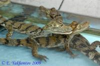 Кайман крокодиловый CB (с)  Caiman crocodylus