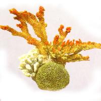 Коралл пластиковый LAY-OUT LIVE CORAL L360xW250xH300mm