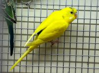 Попугай Волнистый Желтый самец  Undulatis Flavum (male)