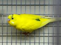 Попугай Волнистый Желтый самка  Undulatis Flavum (feminam)