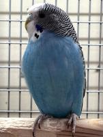 Попугай Волнистый Синий самка  Undulatis Hyacintho (feminam)
