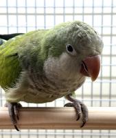 Попугай Калита монаx зелёный  Myiopsitta monachus (viridis)