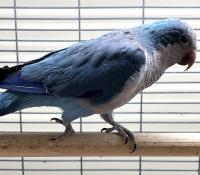 Попугай Калита монаx синий  Myiopsitta monachus (caeruleus)