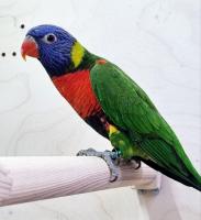 Попугай Лорикет Многоцветный  Trichoglossus haematodus