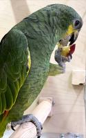 Попугай Амазон Венесуэльский  Amazona amazonica