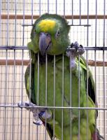 Попугай Амазон Желтолобый  Amazona ochrocephala