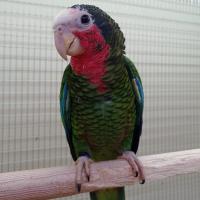 Попугай Амазон кубинский  Amazona leucocephala