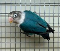 Попугай Неразлучник Масковый голубой  Agapornis personatus (blue)