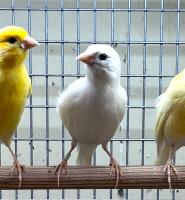 Канарейка Немецкая белая MCanaria est avis alba germanica