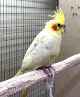 Попугай Корелла Щекастая выкормыш M