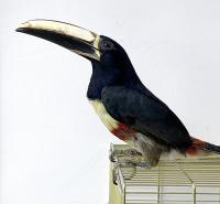 Тукан Арасари  Ramphastidae Pteroglossus