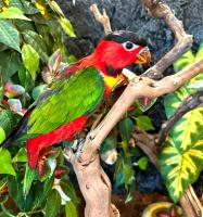 Попугай Зеленоxвостый широкоxвостый лори  Lorius chlorocercus
