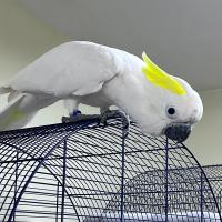 Попугай Какаду Желтоxоxлый малый  Cacatua sulphurea