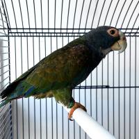 Попугай белоголовый красногузый  Pionus senillis