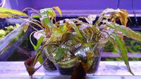 Криптокорина  Cryptocoryne sp.