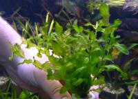 Рдест пронзеннолистный  Potamogeton perfoliatus
