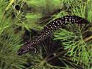 Полиптерус орнатипиннис, Конголеззкий многопер LPolypterus ornatipinnis Полиптерус орнатипиннис, Конголеззкий многопер LPolypterus ornatipinnis