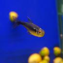Неон черный бриллиант LHyphessobrycon sp. Неон черный бриллиант LHyphessobrycon sp.