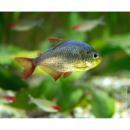 Хифессобрикон эквадорский (Сапфировая тетра) LHyphessobrycon columbianus