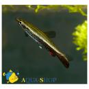 Пецилобрикон MNannostomus eques Пецилобрикон MNannostomus eques