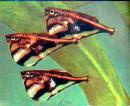 Карнегиелла мраморная полосатая MCarnegiella strigata strigata Карнегиелла мраморная полосатая MCarnegiella strigata strigata