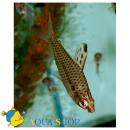 Хилодус LChilodus sp. Хилодус LChilodus sp.