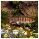 Барбус синештриховый MBarbus fasciolatus (B.barilioides) Барбус синештриховый MBarbus fasciolatus (B.barilioides)
