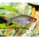 Савбва MSawbwa resplendens Савбва MSawbwa resplendens