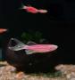Данио рерио "Розовый" MDanio rerio (Brachydanio rerio)