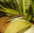 Гарра камбоджийская MGarra cambodgiensis Гарра камбоджийская MGarra cambodgiensis
