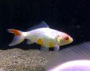 Вейкин красно-белый MCarassius auratus var. Вейкин красно-белый MCarassius auratus var.