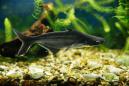Пангасиус обыкновенный, Акулий сом SPangasianodon hypophthalmus [Pangasius hypophthalmus, P.sutchi]