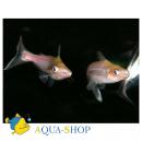 Пангасиус обыкновенный альбинос SPangasianodon hypophthalmus [Pangasius hypophthalmus, P.sutchi]