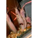 Клариас пятнистый MClarias batrachus Клариас пятнистый MClarias batrachus