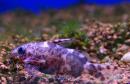 Синодонтис перевертыш (чернобрюхий) SSynodontis nigriventris