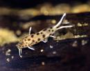 Синодонтис петрикола SSynodontis petricola Синодонтис петрикола SSynodontis petricola