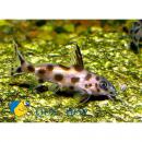 Синодонтис гибридный LSynodontis sp. x S.sp. Синодонтис гибридный LSynodontis sp. x S.sp.