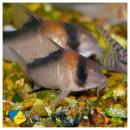 Коридорас Адольфа MCorydoras adolfoi Коридорас Адольфа MCorydoras adolfoi