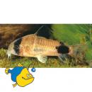 Коридорас панда LCorydoras panda