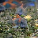 Коридорас венесуэльский MCorydoras venezuelanus