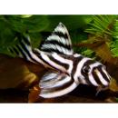 Гипанциструс зебра L046 (L098) MHypancistrus zebra L046 (L098) Гипанциструс зебра L046 (L098) MHypancistrus zebra L046 (L098)