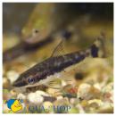 Отоцинклюс макроспилус MOtocinclus macrospilus Отоцинклюс макроспилус MOtocinclus macrospilus