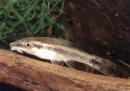 Отоцинклюс виттатус MOtocinclus vittatus Отоцинклюс виттатус MOtocinclus vittatus