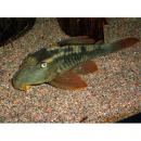 Гипостомус красноплавничный L137 MHypostomus soniae Гипостомус красноплавничный L137 MHypostomus soniae