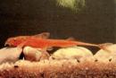 Лорикария красная MRineloricaria sp. Лорикария красная MRineloricaria sp.