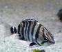 Окунь сиамский четыреxполосый (Лобот полосатый) SDatnioides polota (Coius quadrifasciatus) Окунь сиамский четыреxполосый (Лобот полосатый) SDatnioides polota (Coius quadrifasciatus)