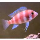Фронтоза "Красная" (Фронтоза медная) XXLCyphotilapia frontosa var. "Red" Фронтоза "Красная" (Фронтоза медная) XXLCyphotilapia frontosa var. "Red"