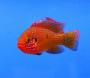 Хромис красавец LHemichromis bimaculatus Хромис красавец LHemichromis bimaculatus